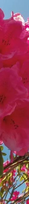Pink flowers bloom set against a blue sky, from the In our Nature exhibition