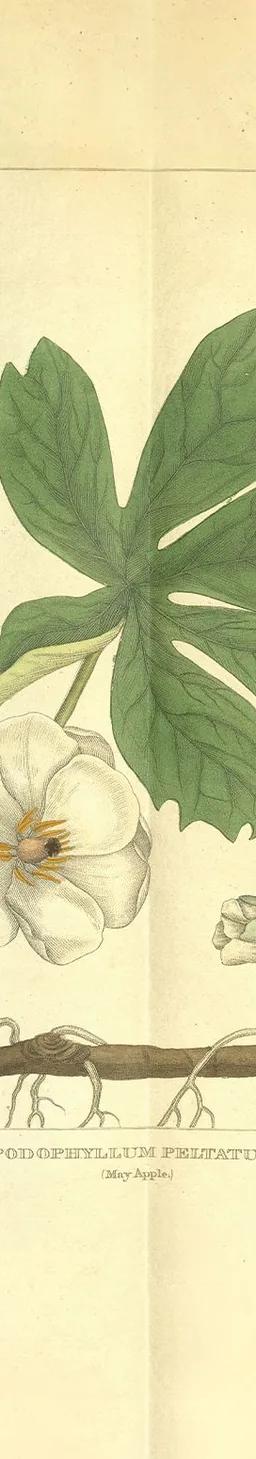 Weathered botanical illustration of a May Apple with dark green leaves, a white flower and a yellow fruit
