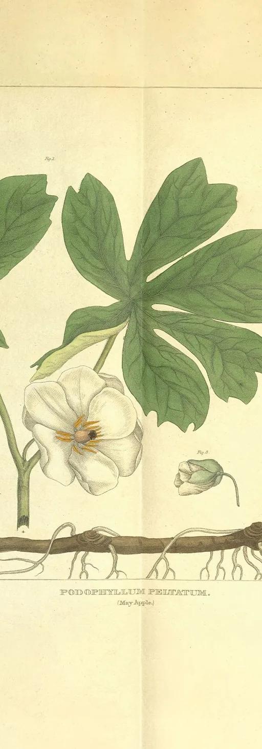 Weathered botanical illustration of a May Apple with dark green leaves, a white flower and a yellow fruit