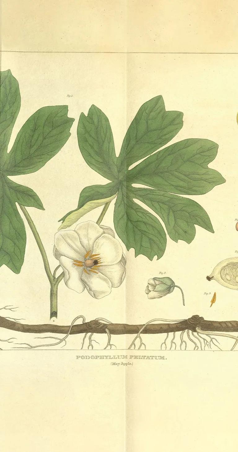 Weathered botanical illustration of a May Apple with dark green leaves, a white flower and a yellow fruit