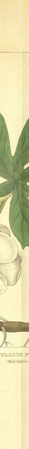 Weathered botanical illustration of a May Apple with dark green leaves, a white flower and a yellow fruit