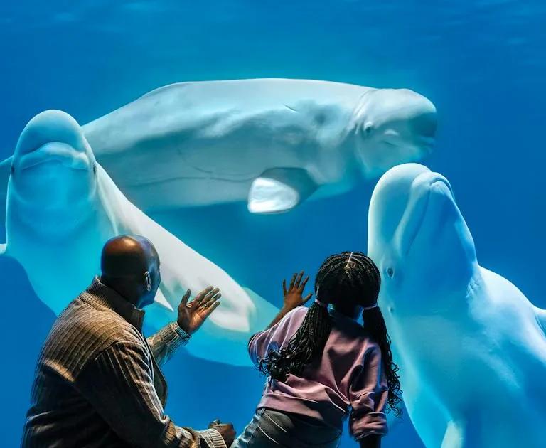 Beluga whale in the Abbott Oceanarium at Shedd Aquarium