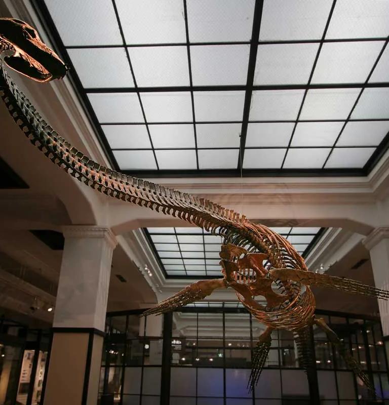 Futabasaurus fossil on display at the National Museum of Nature and Science, Tokyo
