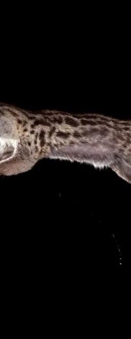 O Salto da Gineta, photograph by Nuno Moreira