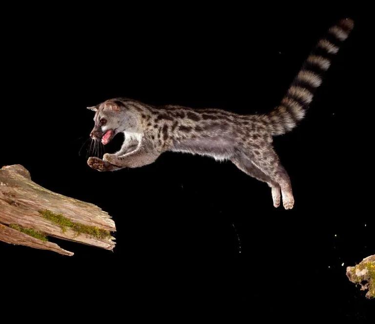 O Salto da Gineta, photograph by Nuno Moreira