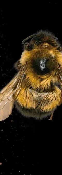 Rusty-patched bumble bee seen from above