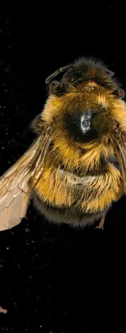Rusty-patched bumble bee seen from above