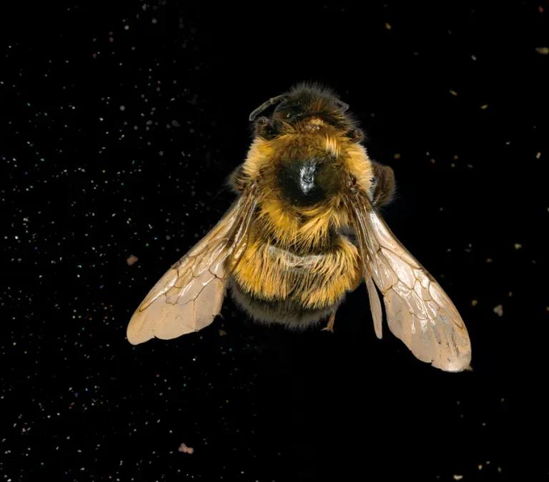 Rusty-patched bumble bee seen from above