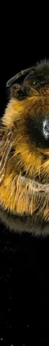 Rusty-patched bumble bee seen from above