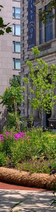 Native plants garden installation on the Benjamin Franklin Parkway