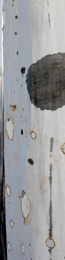 Katherine Steichen Rosing, Harbingers - tattered white linen columns charred with flame, suspended as a ghost forest