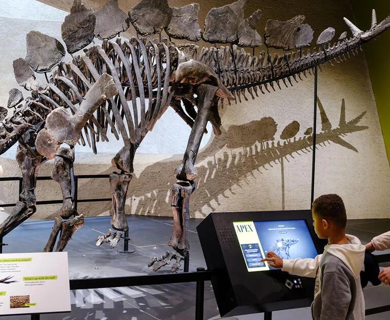 The Apex Stegosaurus fossil skeleton on display
