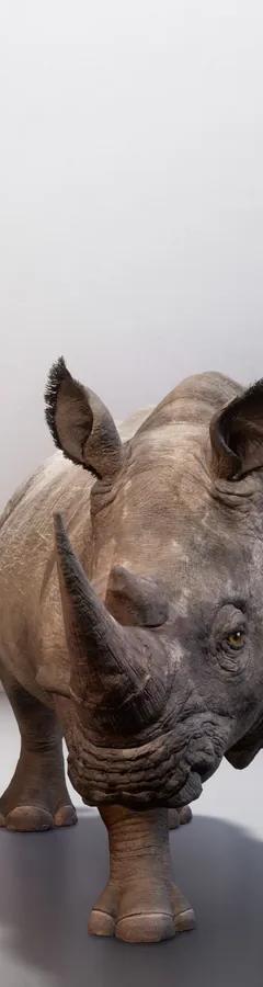 Digitally resurrected Northern white rhino from The Substitute installation by Alexandra Daisy Ginsberg at Cooper Hewitt