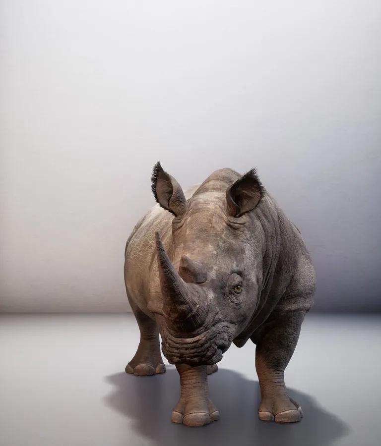 Digitally resurrected Northern white rhino from The Substitute installation by Alexandra Daisy Ginsberg at Cooper Hewitt