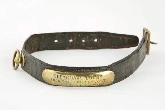 A vintage leather dog collar with a brass tag inscribed 'Greyfriars Bobby from the Lord Provost 1867 Licensed'