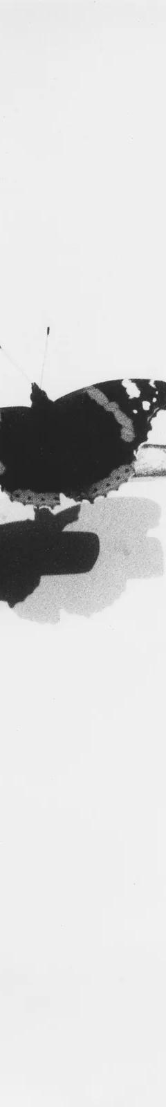 Jochen Lempert, Vanessa atalanta Migration II, 2019