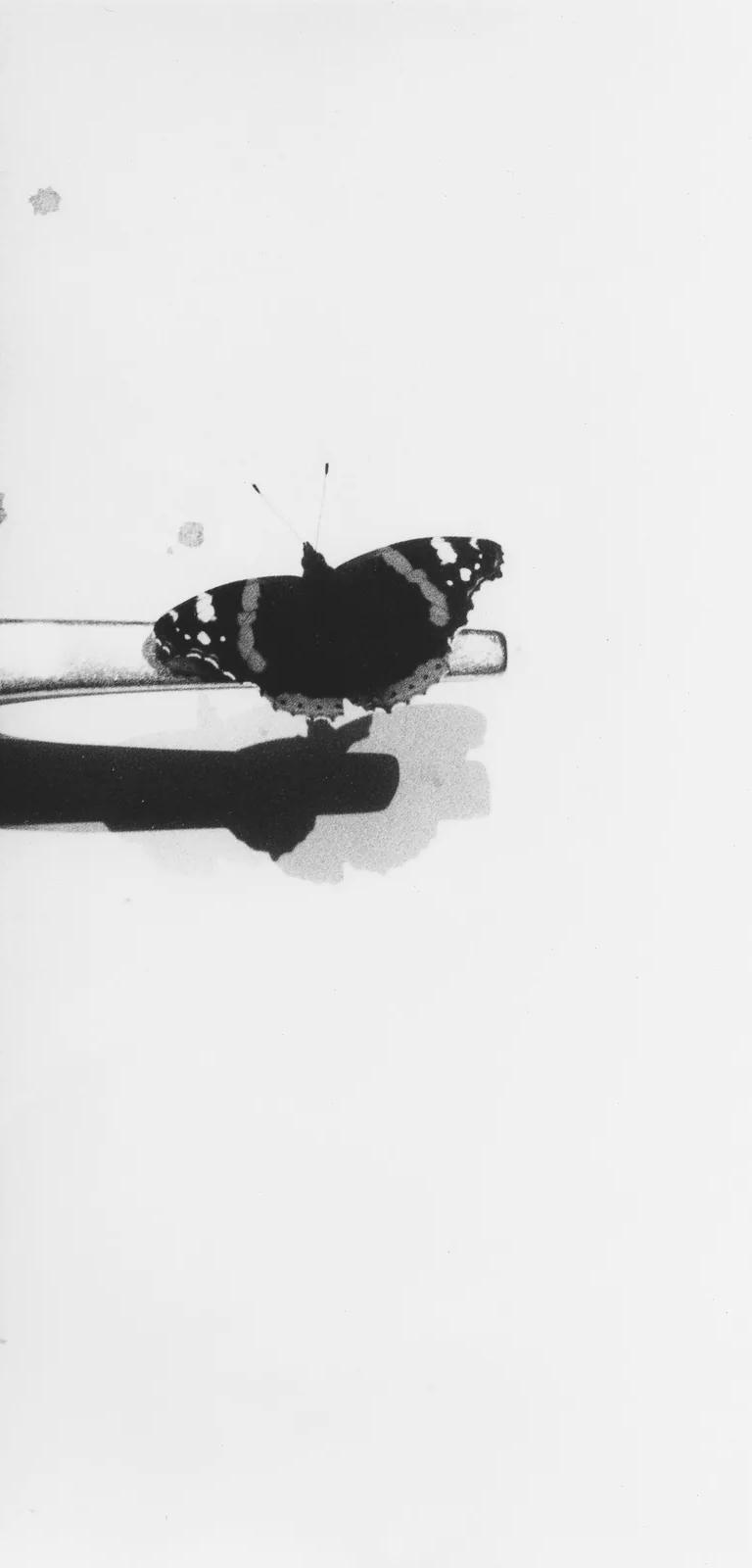 Jochen Lempert, Vanessa atalanta Migration II, 2019