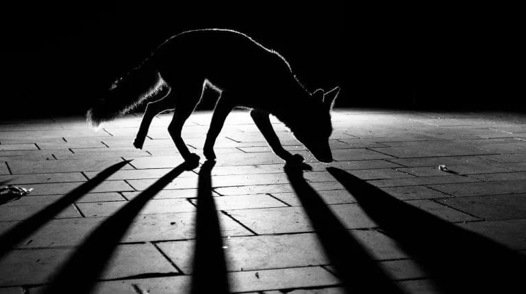 Award-winning wildlife photograph from the British Wildlife Photography Awards exhibition