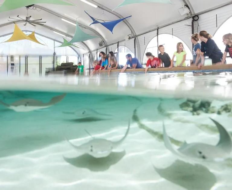 Cownose rays in the Stingray Touch pool at Shedd Aquarium
