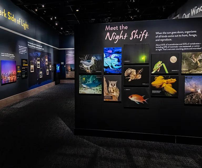 Darkened gallery in Lights Out with an illuminated wall of nocturnal animal photographs