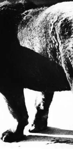 Daido Moriyama photograph from Love Letters to Photography