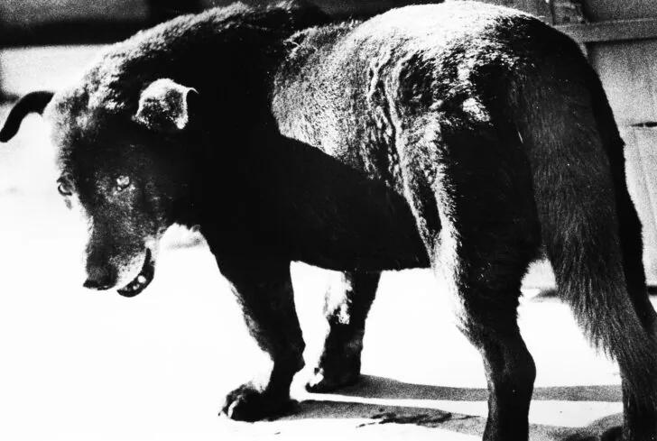 Daido Moriyama photograph from Love Letters to Photography