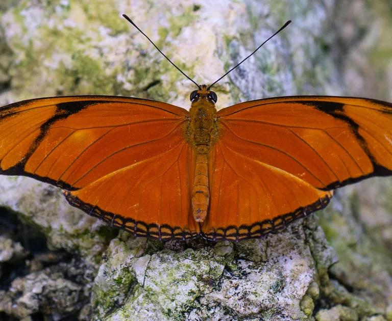 Julia butterfly in the Butterfly House