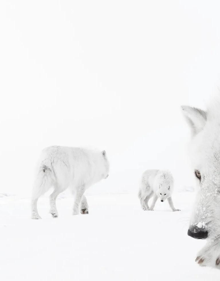 Award-winning wildlife photograph from the Wildlife Photographer of the Year exhibition