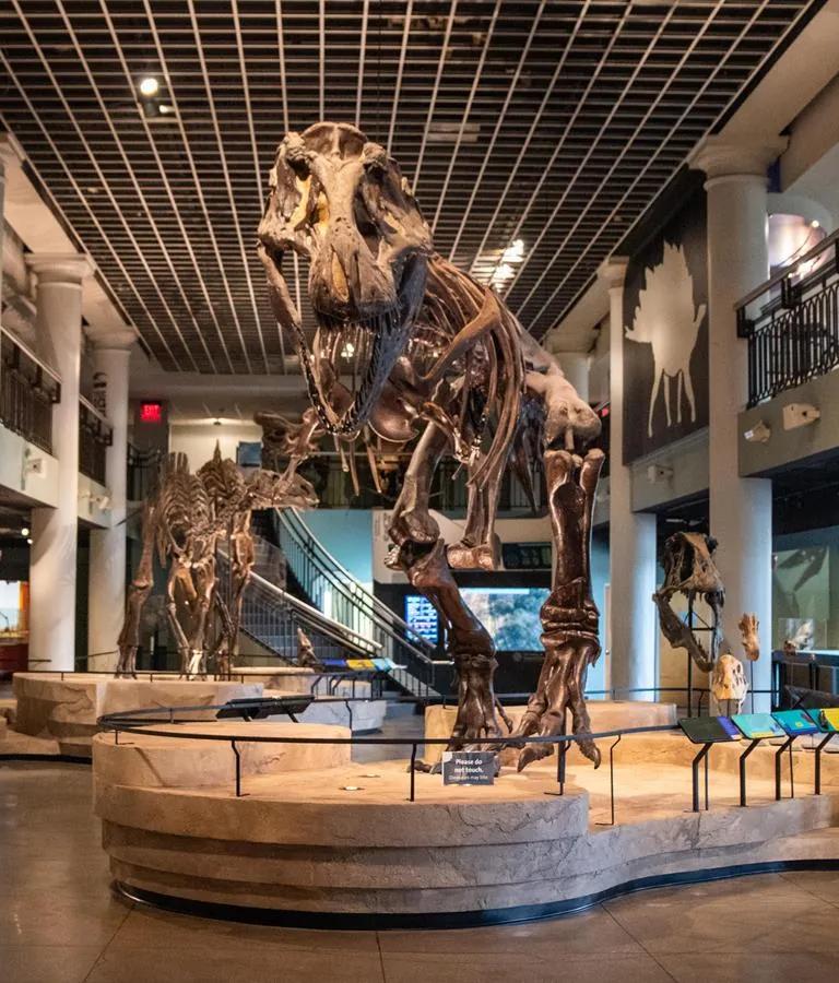 Dinosaur Hall at the Academy of Natural Sciences