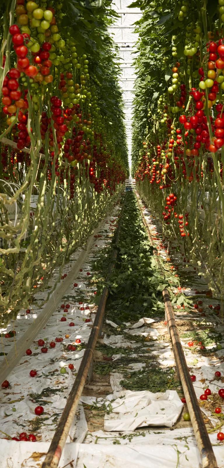 Installation image from CONVIVIUM: Food Systems at the Limit