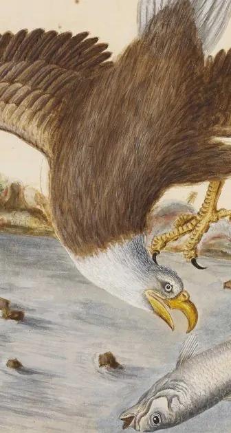 The Bald Eagle, a painting by Mark Catesby, featured in Becoming America at the Science Museum