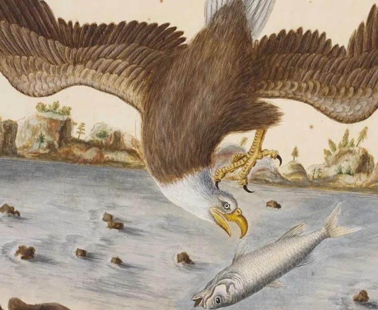 The Bald Eagle, a painting by Mark Catesby, featured in Becoming America at the Science Museum