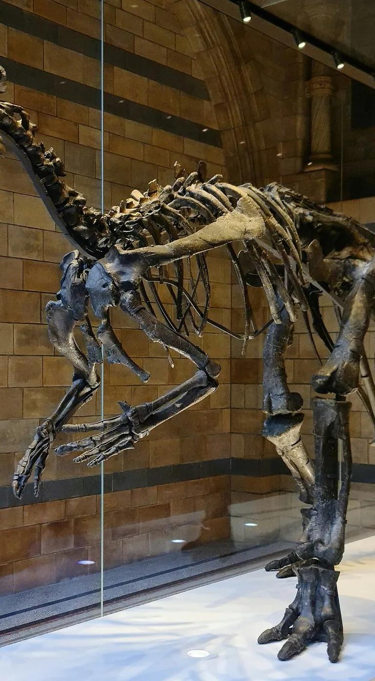 Mantellisaurus skeleton on display in the Natural History Museum London dinosaur gallery