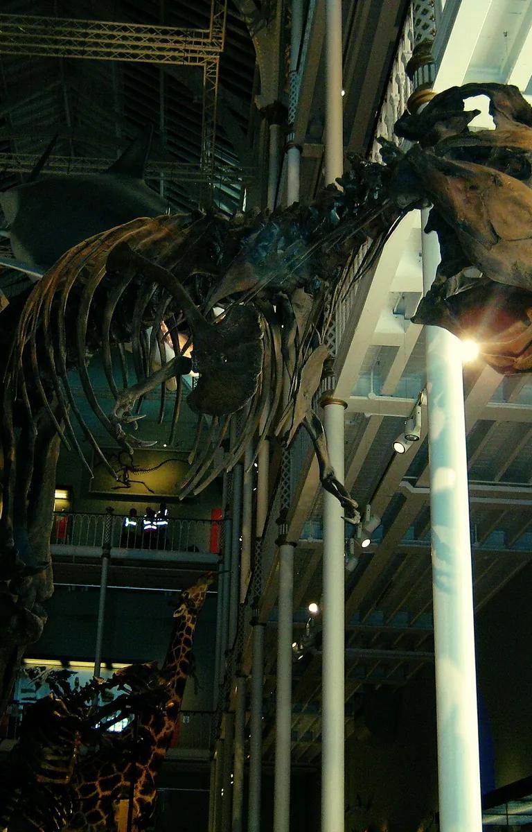 Tyrannosaurus rex skeleton cast in the Natural World galleries