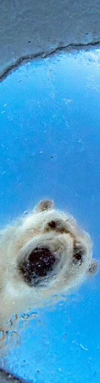 Polar bear photograph from the Wildlife Photographer of the Year exhibition