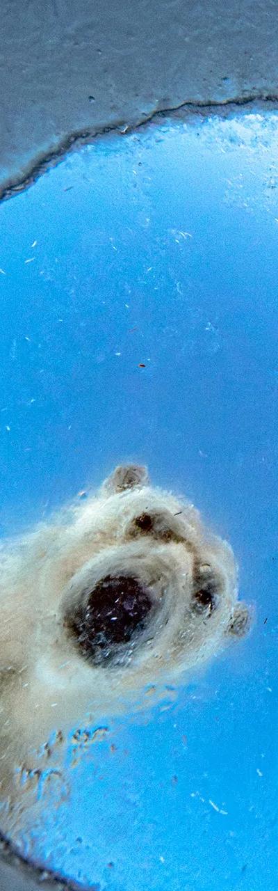 Polar bear photograph from the Wildlife Photographer of the Year exhibition