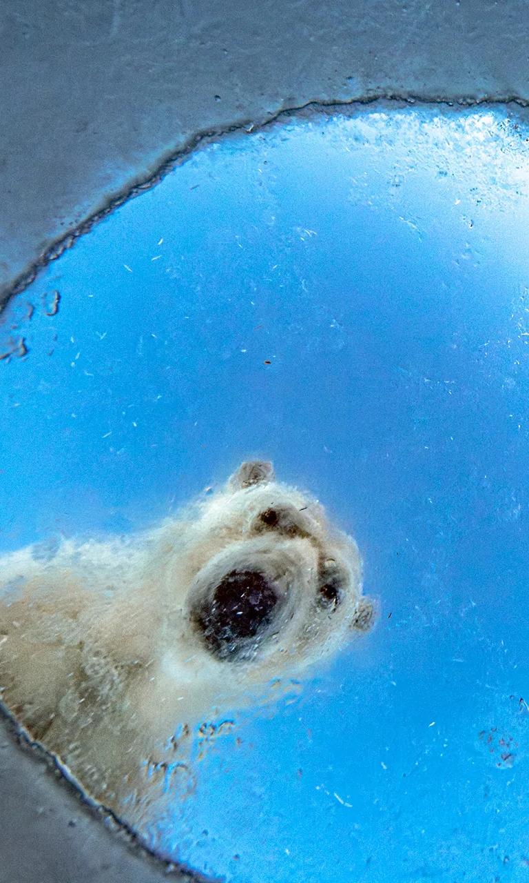 Polar bear photograph from the Wildlife Photographer of the Year exhibition
