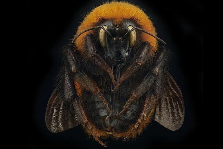 Macro photograph of a bumblebee (Bombus dahlbomii) from the Extinct and Endangered photography exhibition