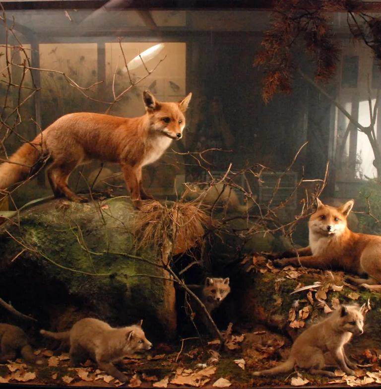 Natural history specimens on display in the Horniman pop-up