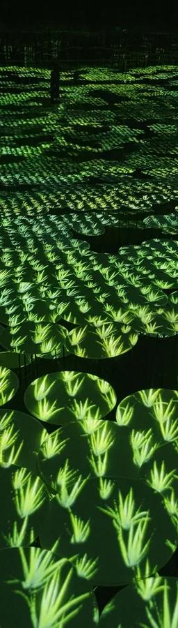 Memory of Topography installation at teamLab Borderless