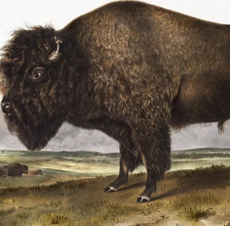 Audubon illustration of an American bison