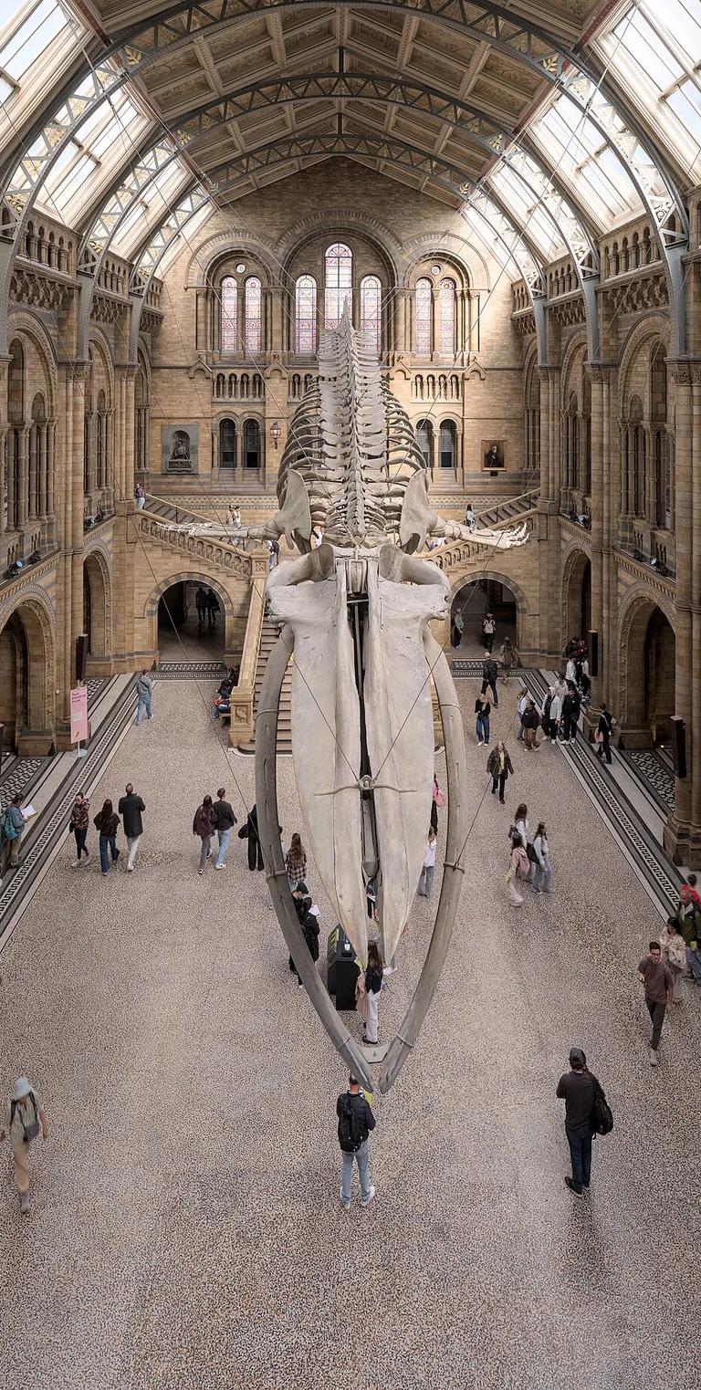 Hintze Hall in the Natural History Museum with the blue whale skeleton