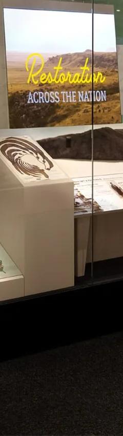 Exhibit case in From These Lands containing a bison, kelp and a beaver skin