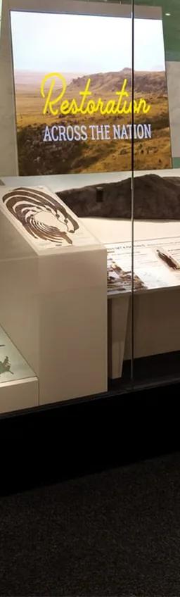 Exhibit case in From These Lands containing a bison, kelp and a beaver skin