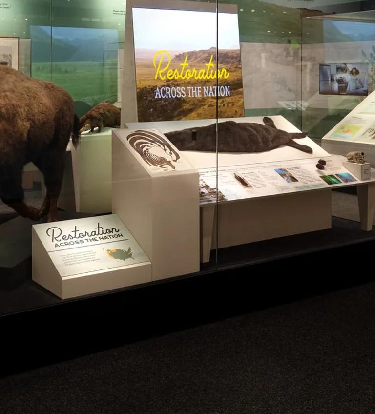 Exhibit case in From These Lands containing a bison, kelp and a beaver skin