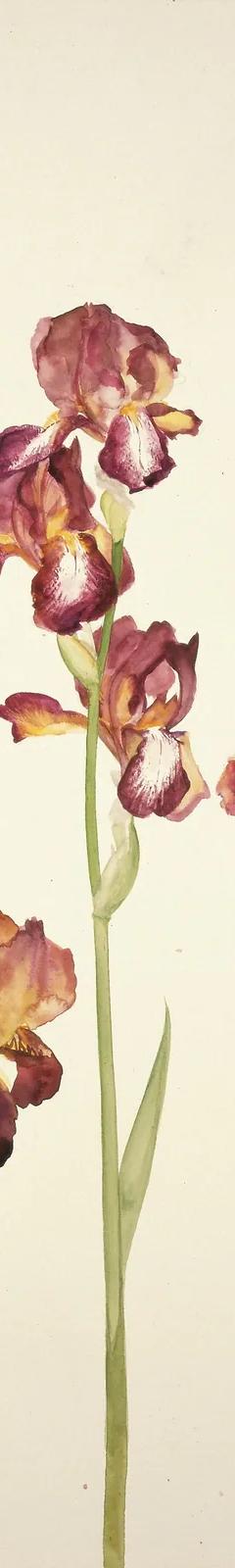Elizabeth Blackadder, Irises, 1982
