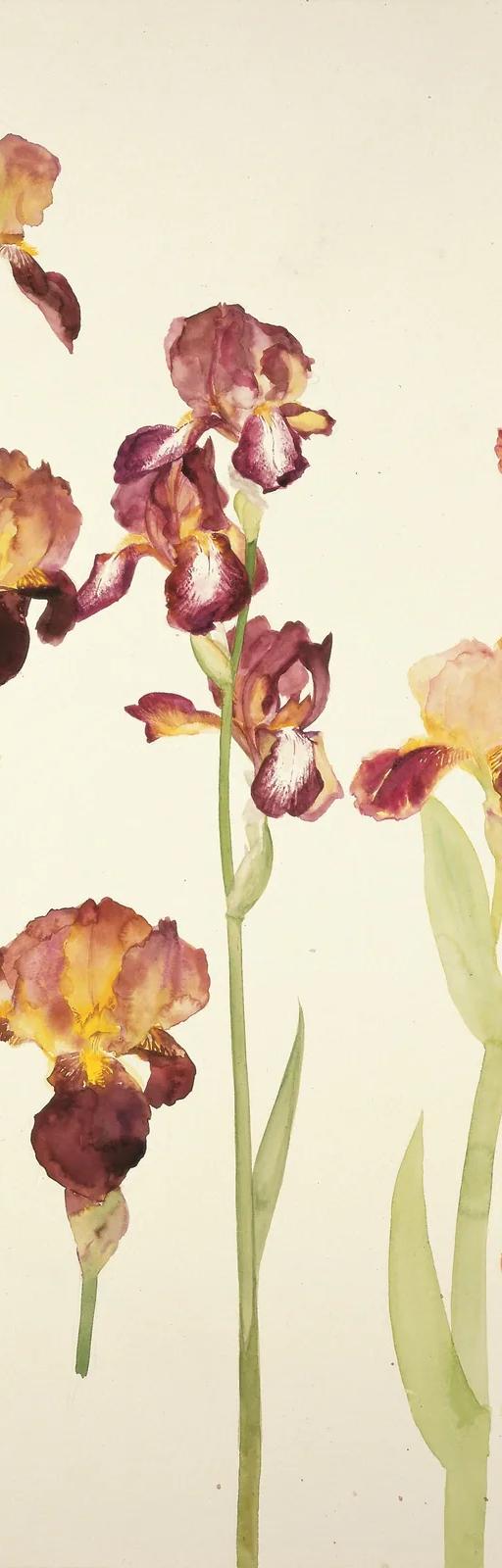 Elizabeth Blackadder, Irises, 1982