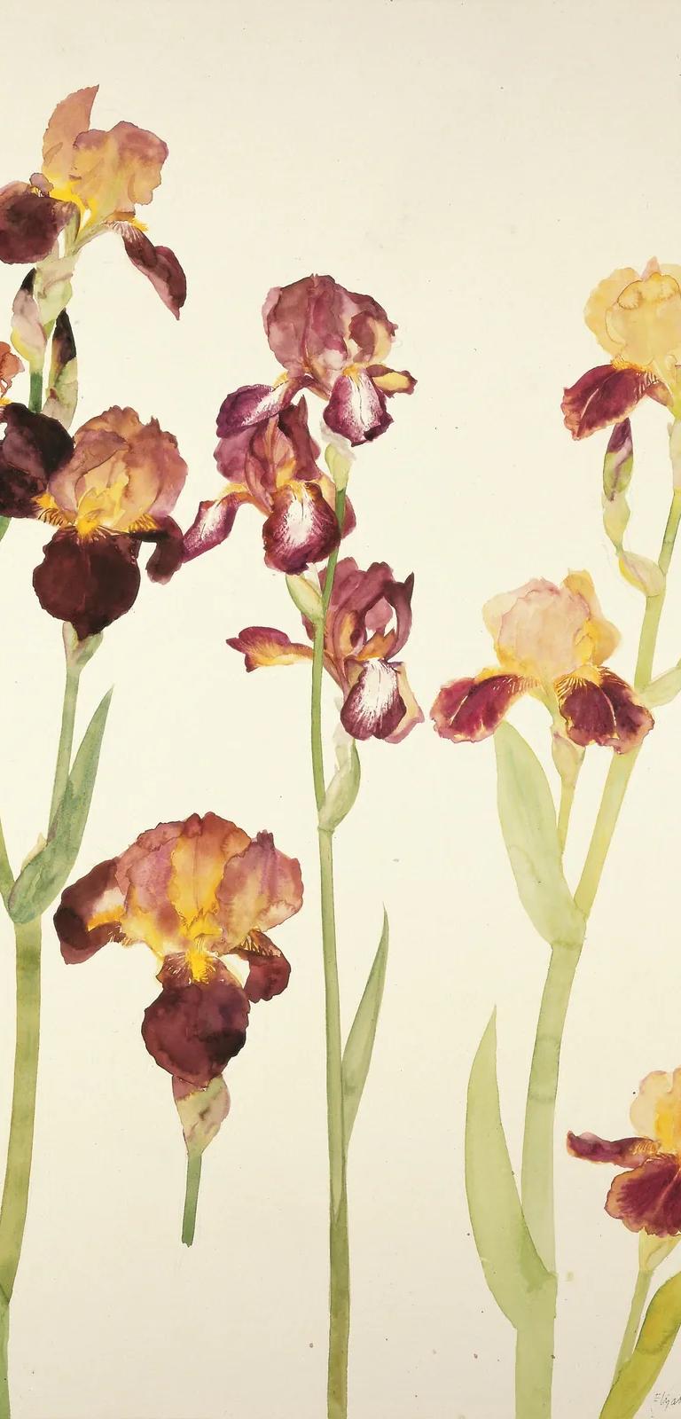 Elizabeth Blackadder, Irises, 1982