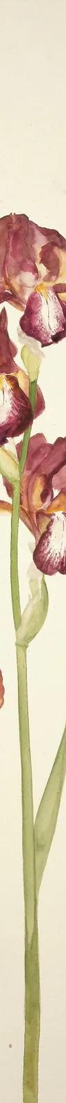 Elizabeth Blackadder, Irises, 1982